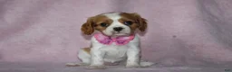 Cavalier King Charles Spaniel dogs for sale: SKY - Ad 2