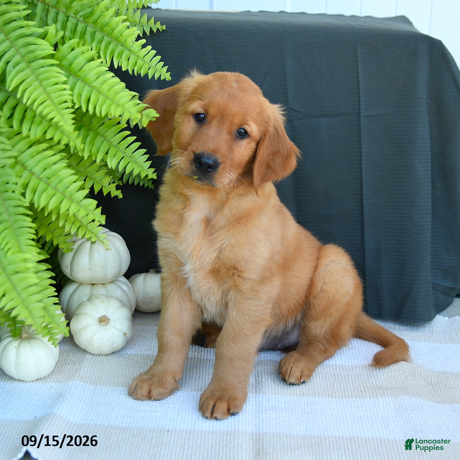 Golden Retriever dogs William - Ad 1