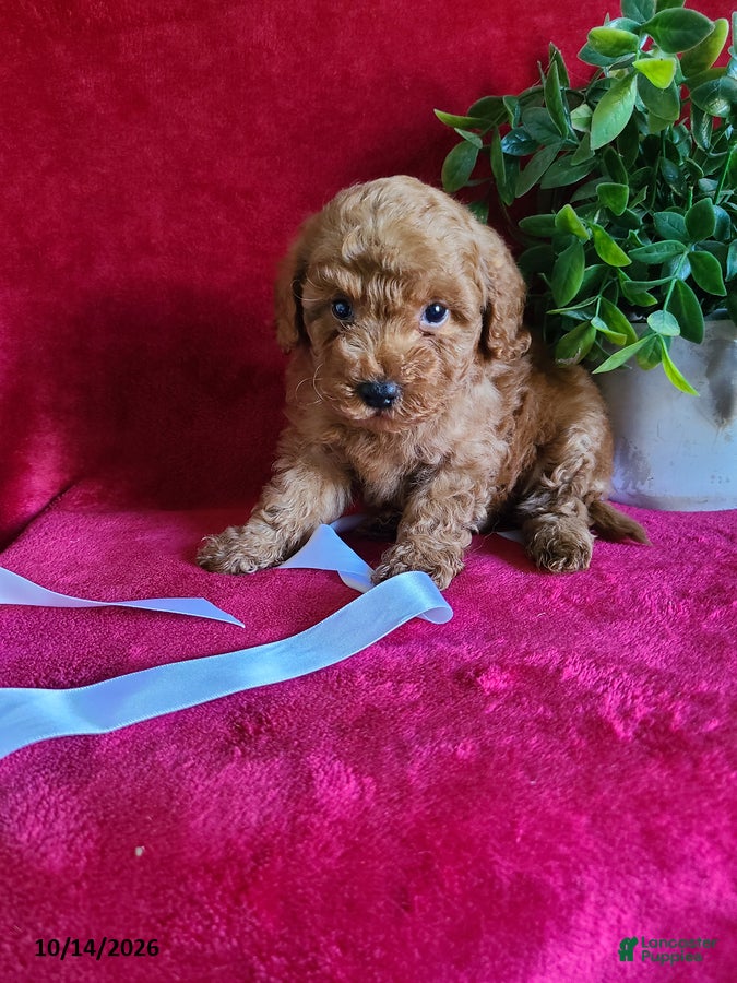 Miniature Poodle dogs Captain - Ad 1