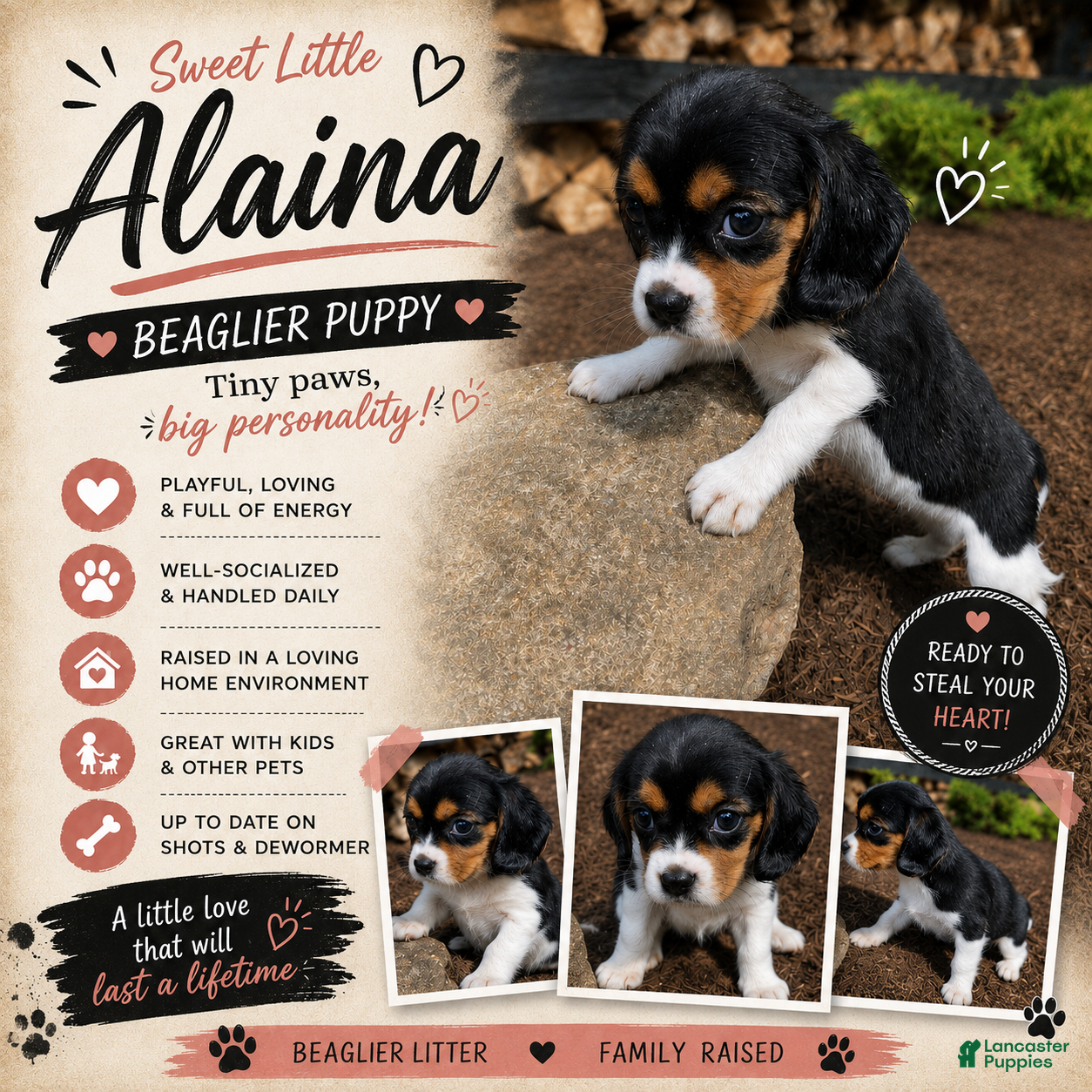 Beaglier dogs Alaina - Ad 1