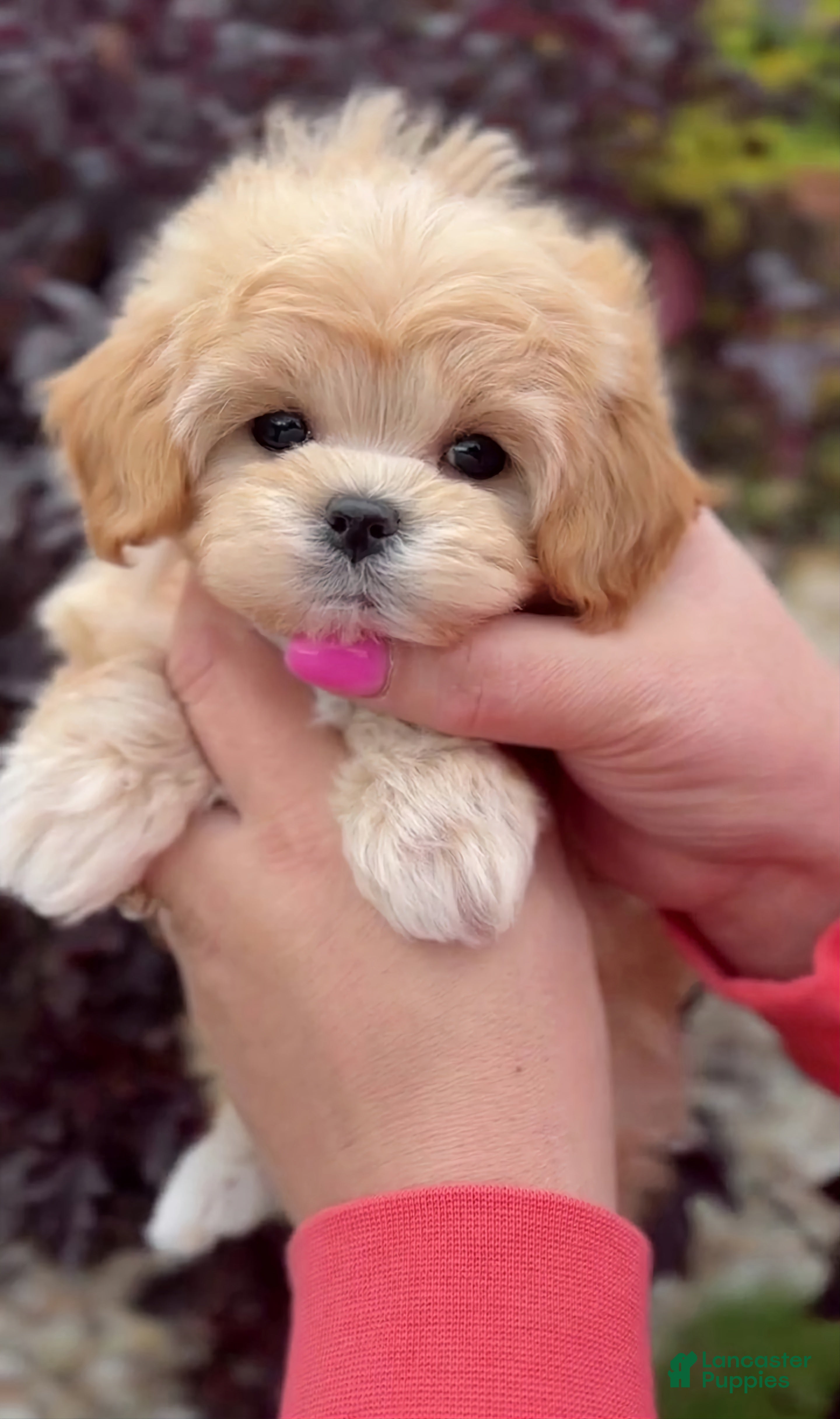 Maltipoo dogs Riley - Ad 7