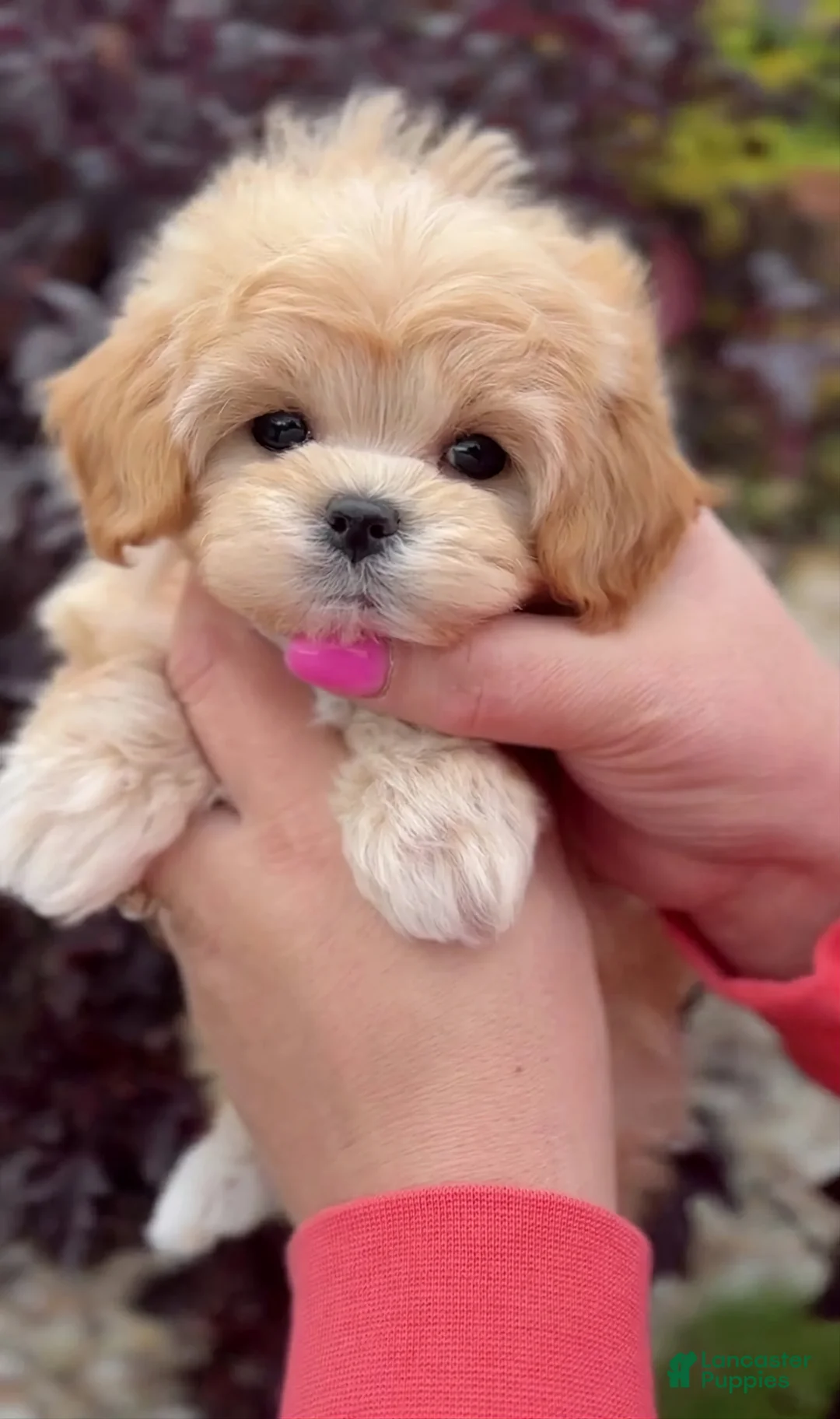 Maltipoo dogs for sale: Riley - Ad 1