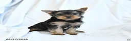 Yorkshire Terrier dogs for sale: Beauty - Ad 4