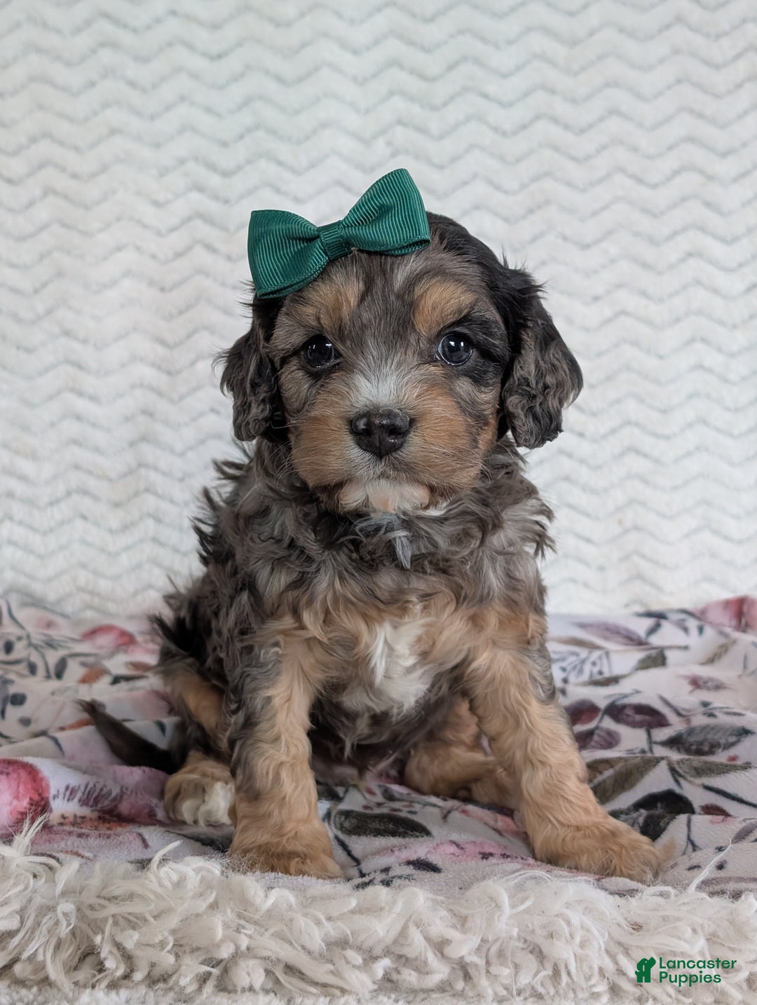 Cavapoo dogs for sale: Zeke - Ad 16