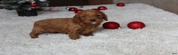Cavapoochon dogs for sale: Melanie - Ad 9