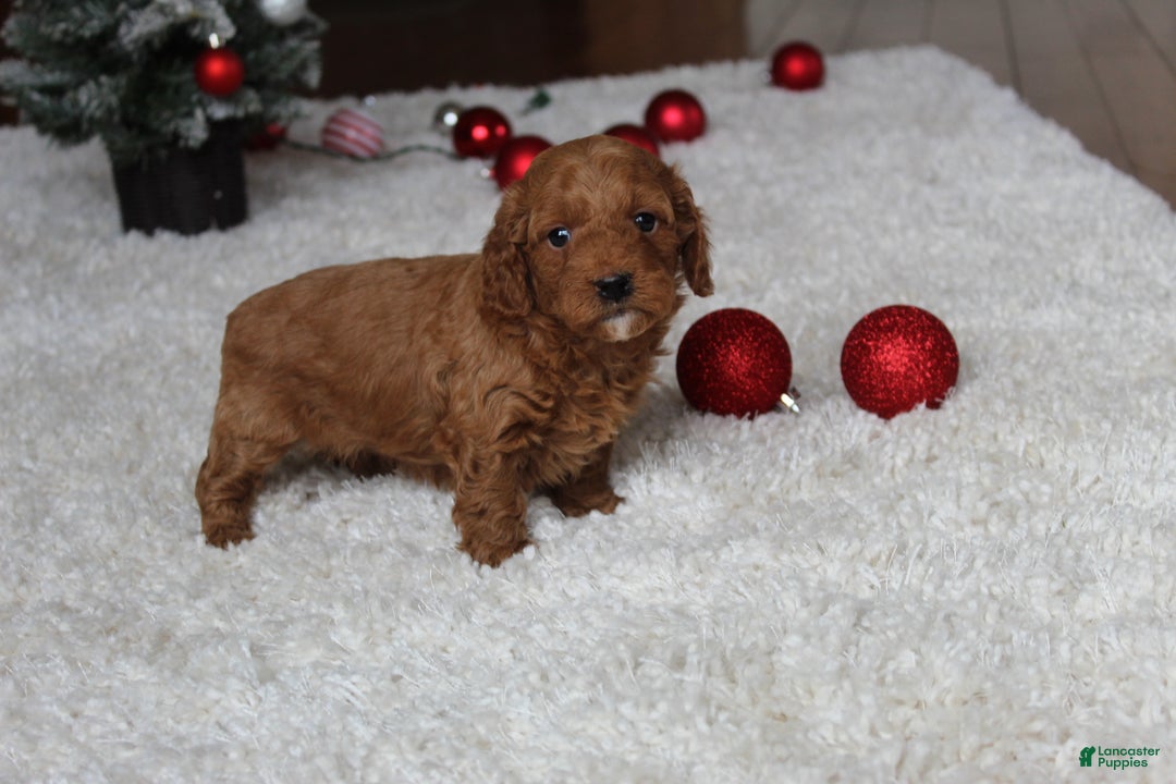Cavapoochon dogs for sale: Melanie - Ad 9