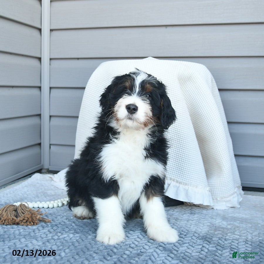 Bernedoodle dogs Mitchell - Ad 2