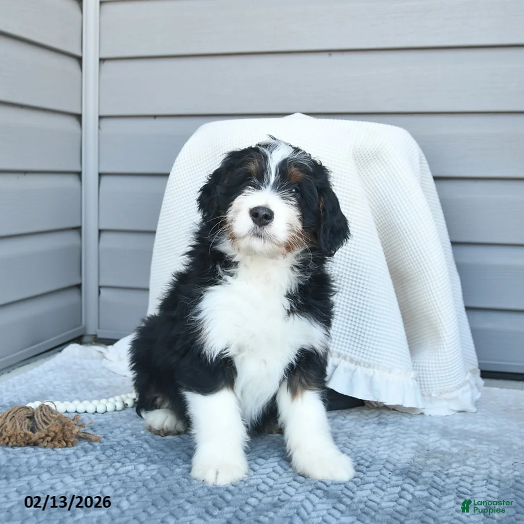 Bernedoodle dogs for sale: Mitchell - Ad 2