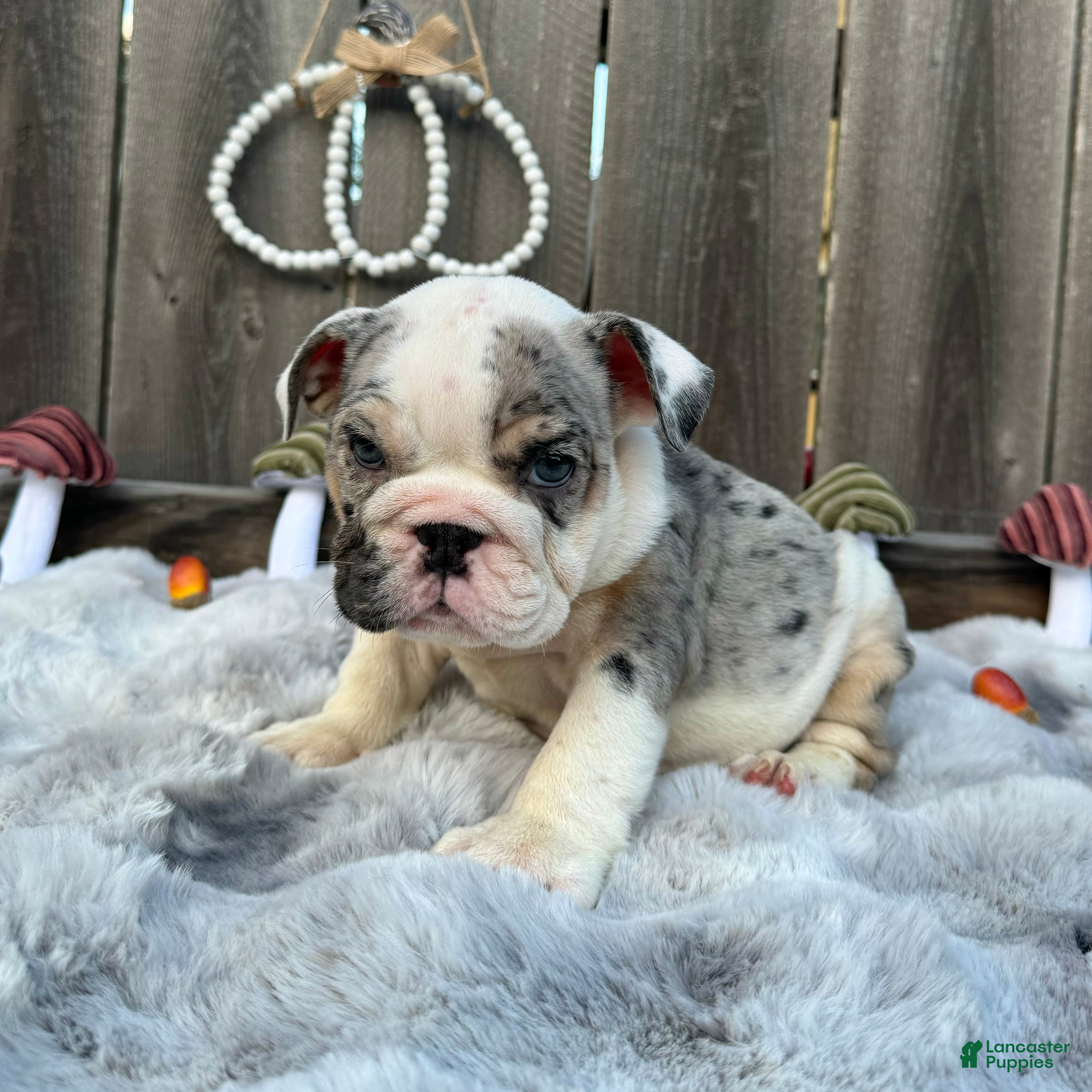 English Bulldog dogs Goretti - Ad 1