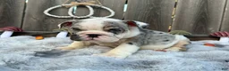 English Bulldog dogs for sale: Goretti - Ad 1