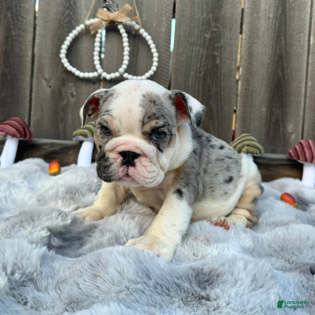 English Bulldog dogs for sale: Goretti - Ad 1