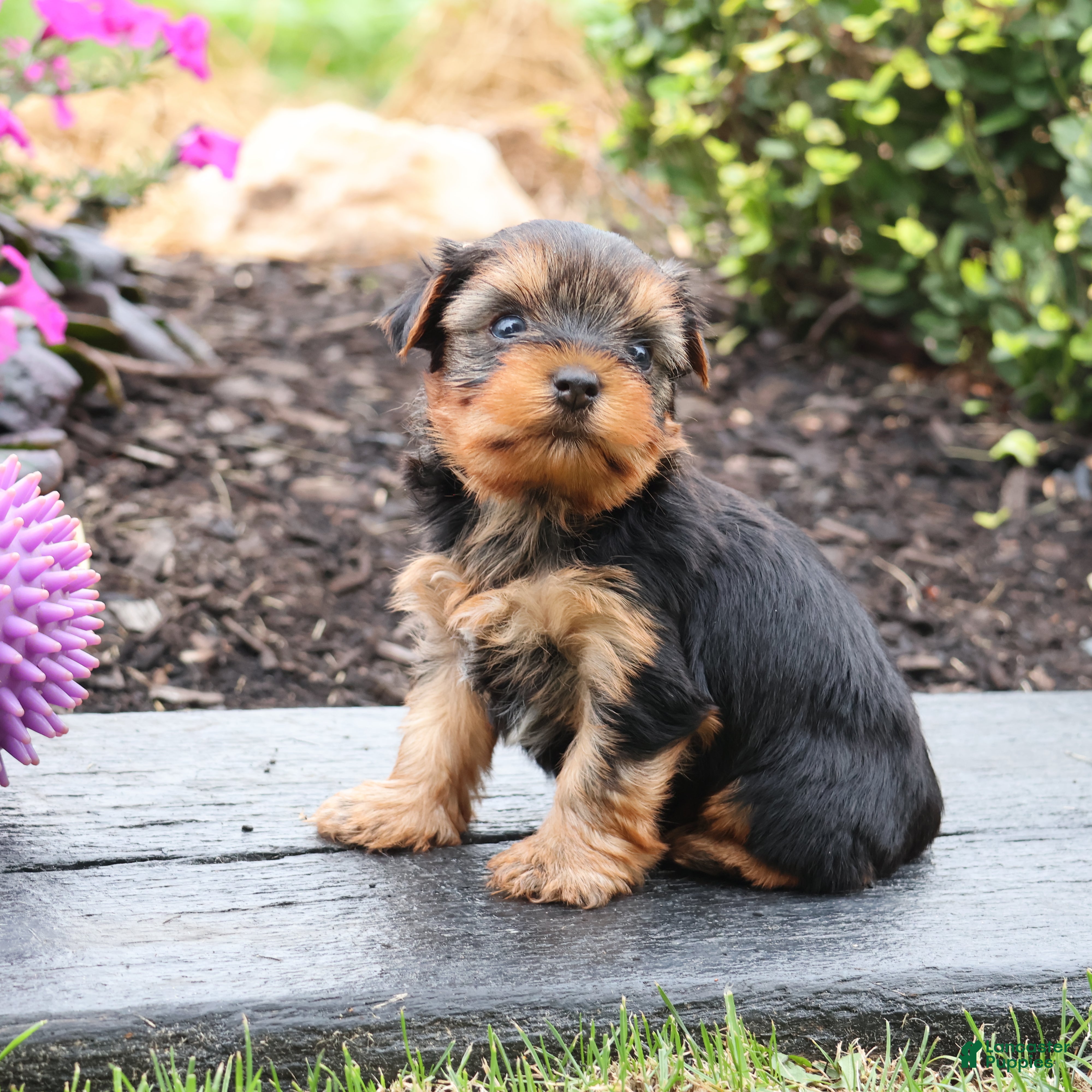 Parti Yorkie Poo Puppies Yorkie Puppies For Sale In 6+ Hundred Yorkie  Poodle Royalty-Free Images, Stock Photos