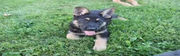 German Shepherd dogs for sale: Max - Ad 4