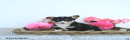 Welsh Corgi Pembroke dogs for sale: Jack  - Ad 5