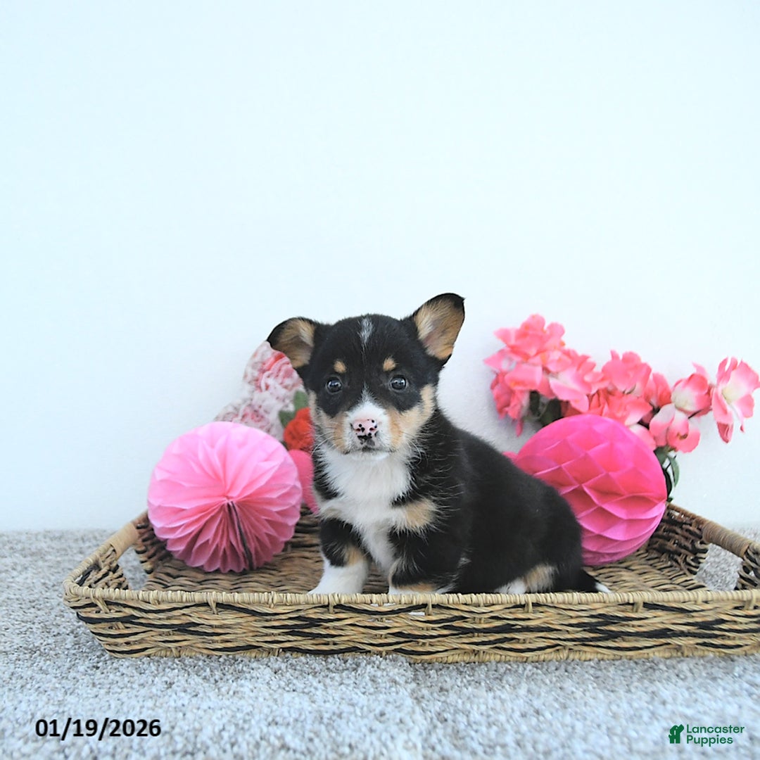 Welsh Corgi Pembroke dogs for sale: Jack  - Ad 5