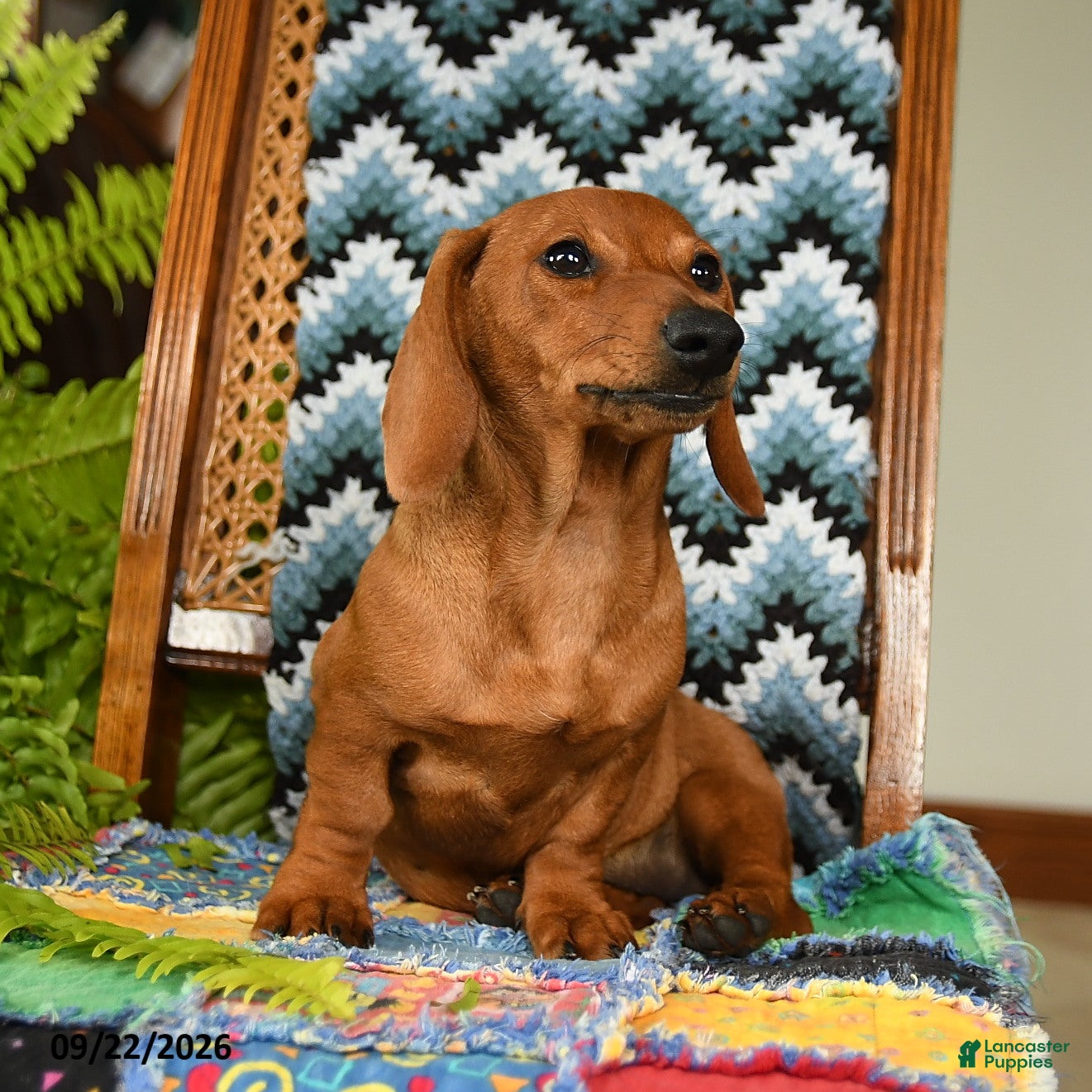 Miniature Dachshund dogs Eloise - Ad 2