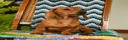 Miniature Dachshund dogs for sale: Eloise - Ad 2