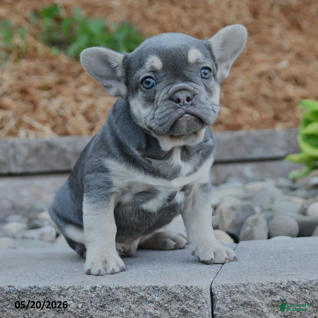 French Bulldog dogs for sale: Finn - Ad 3