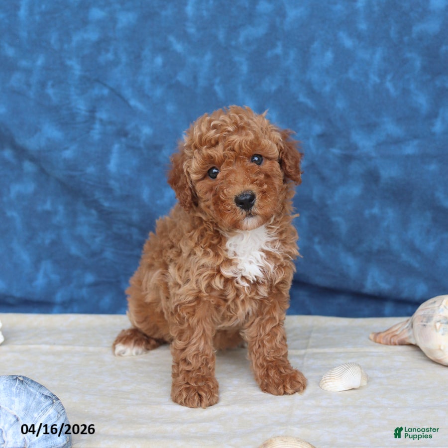 Mini Goldendoodle dogs Beauty - Ad 2