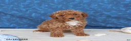 Goldendoodle dogs for sale: Beauty - Ad 3