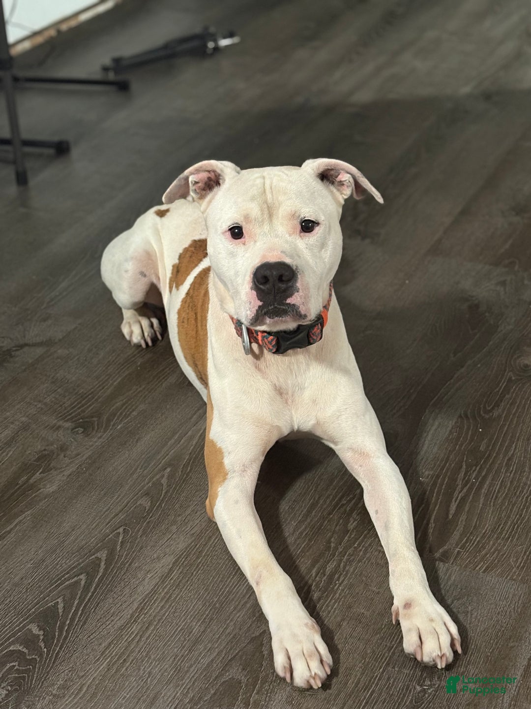 American Staffordshire Terrier dogs for stud: American staff puppies - Ad 3