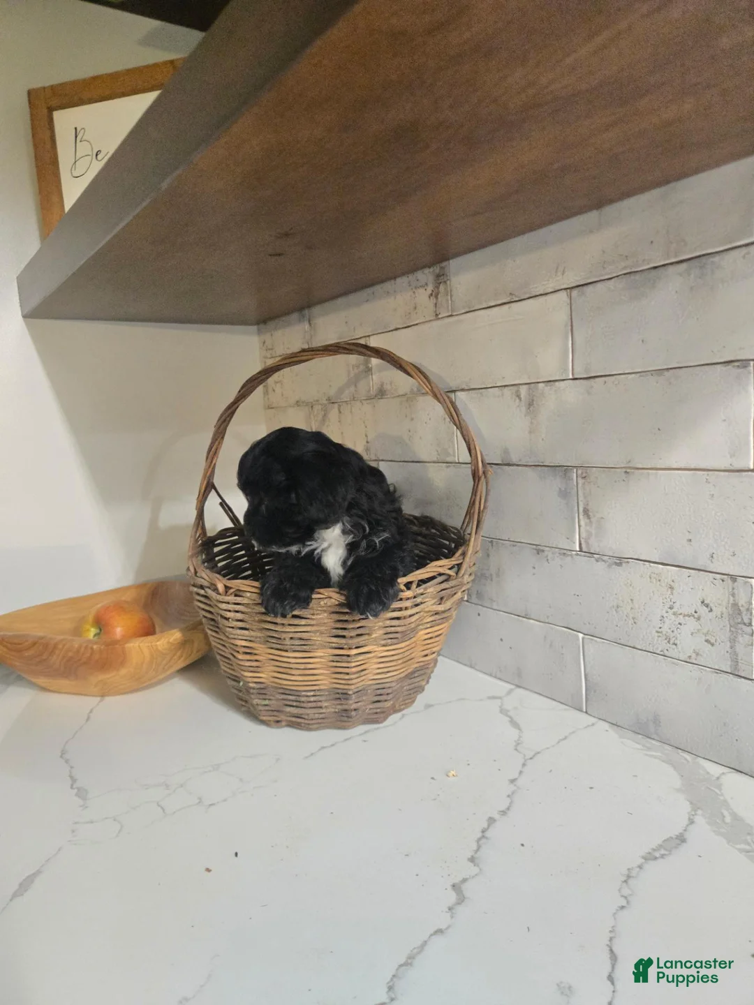 Yorkiepoo dogs for sale: Bitzy - Ad 3