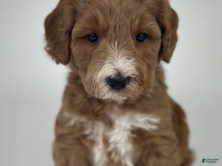 Goldendoodle dogs - Ad 36