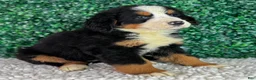 Bernese Mountain Dog dogs for sale:  Chloe  - Ad 4