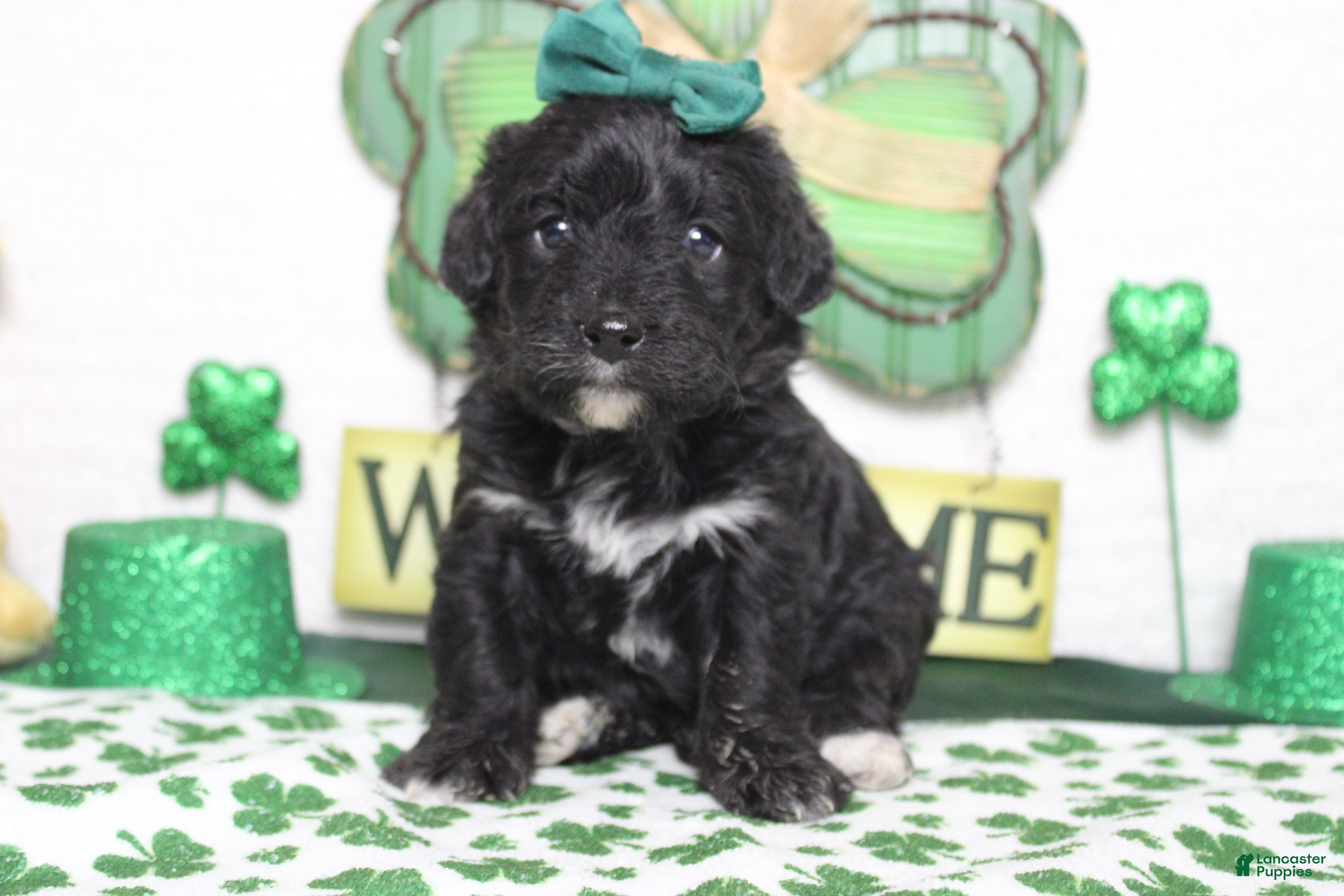 Mixed Breed dogs Precious - Ad 24