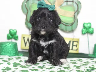 Mixed Breed dogs Precious - Ad 24