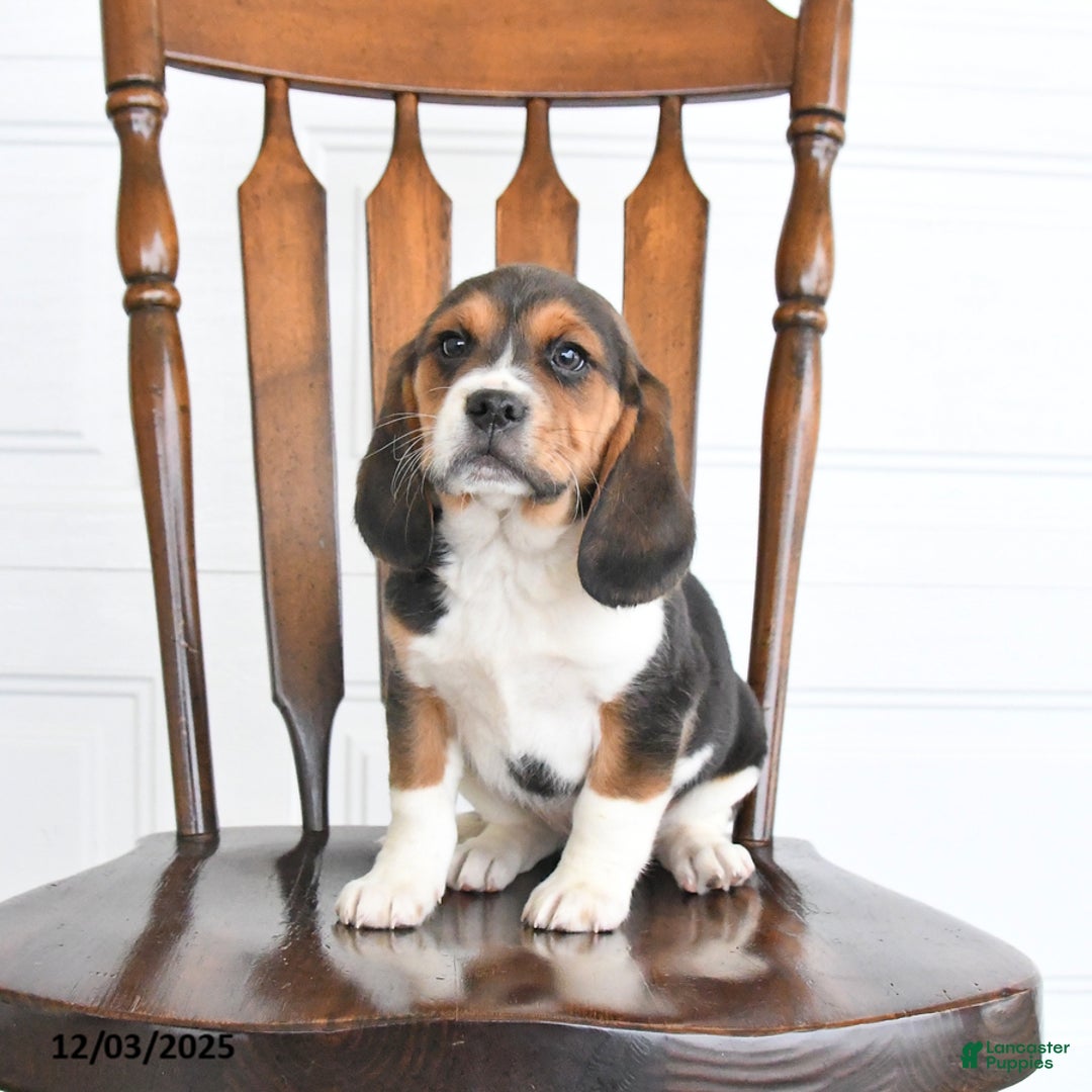Beaglier dogs for sale: Hickory - Ad 2