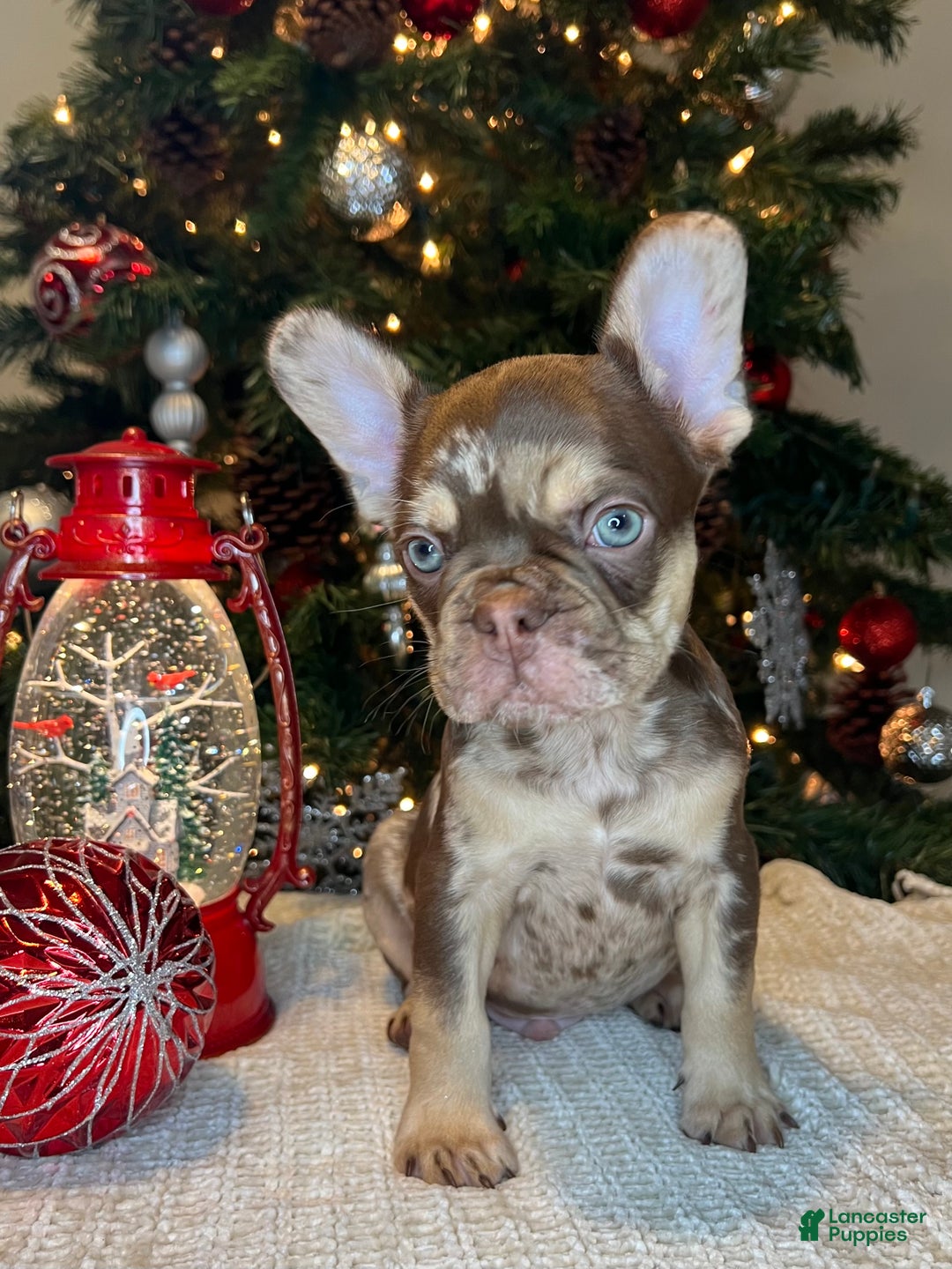 French Bulldog dogs for sale: Reese’s Akc - Ad 12