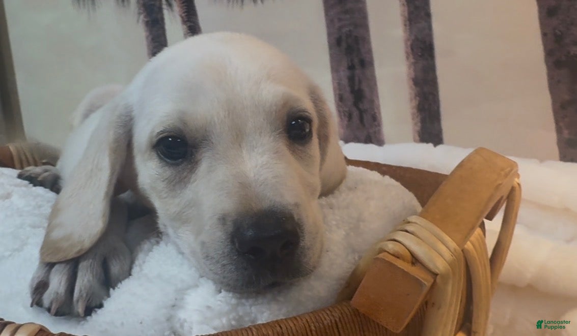 Labrador Retriever dogs Labrador Retriever 2 - Ad 16