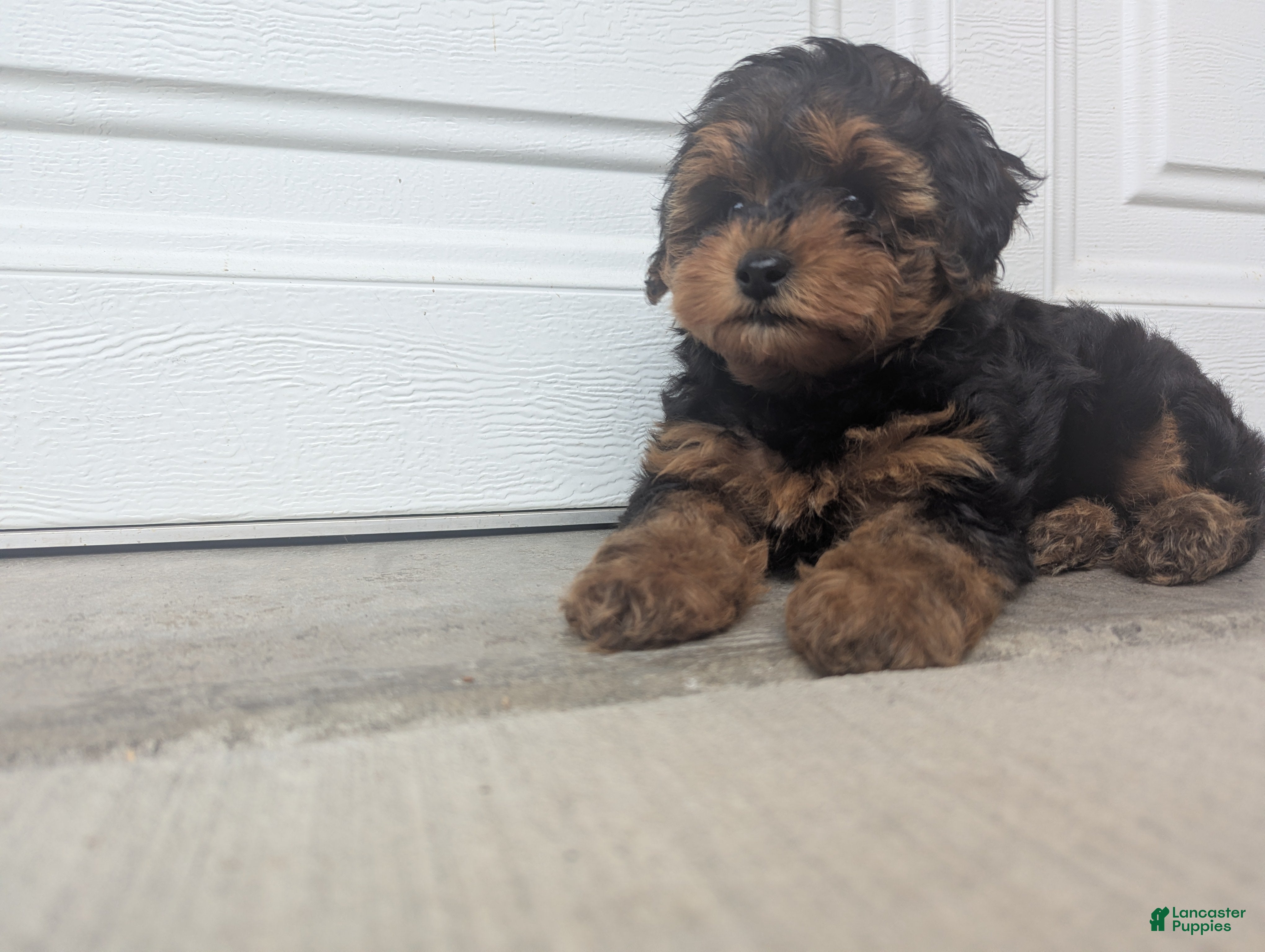 Yorkiepoo dogs Jasper - Ad 1