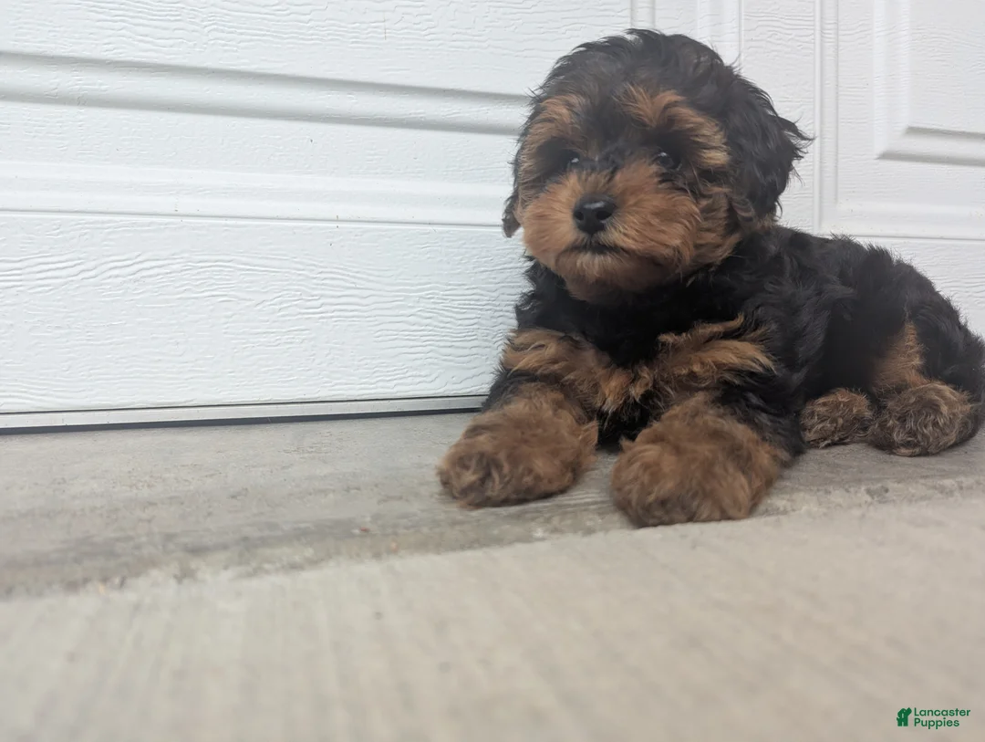 Yorkiepoo dogs for sale: Jasper - Ad 1