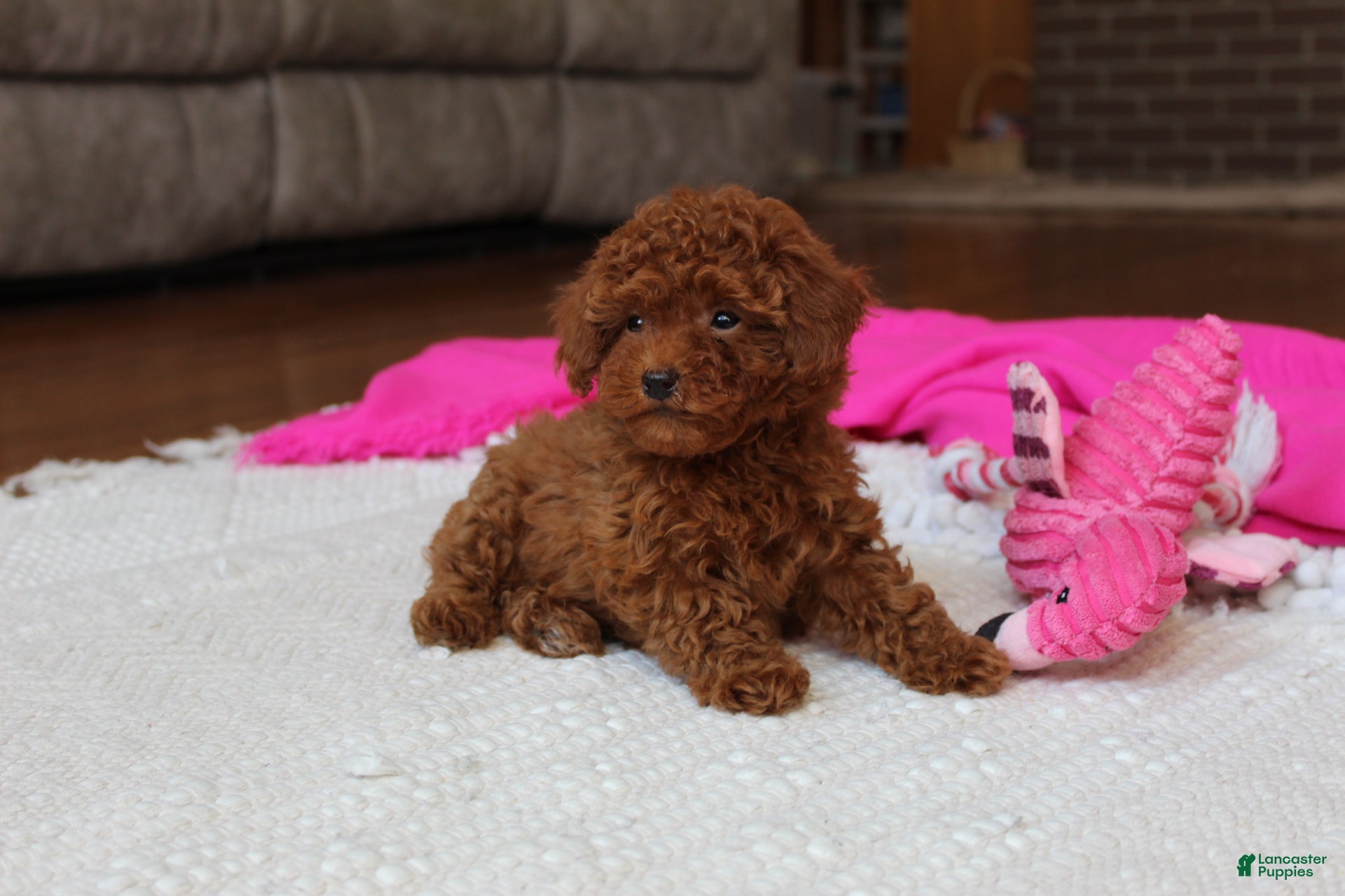 Toy Poodle dogs Mia - Ad 1