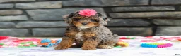 Miniature Poodle dogs for sale: Lexi - Ad 3