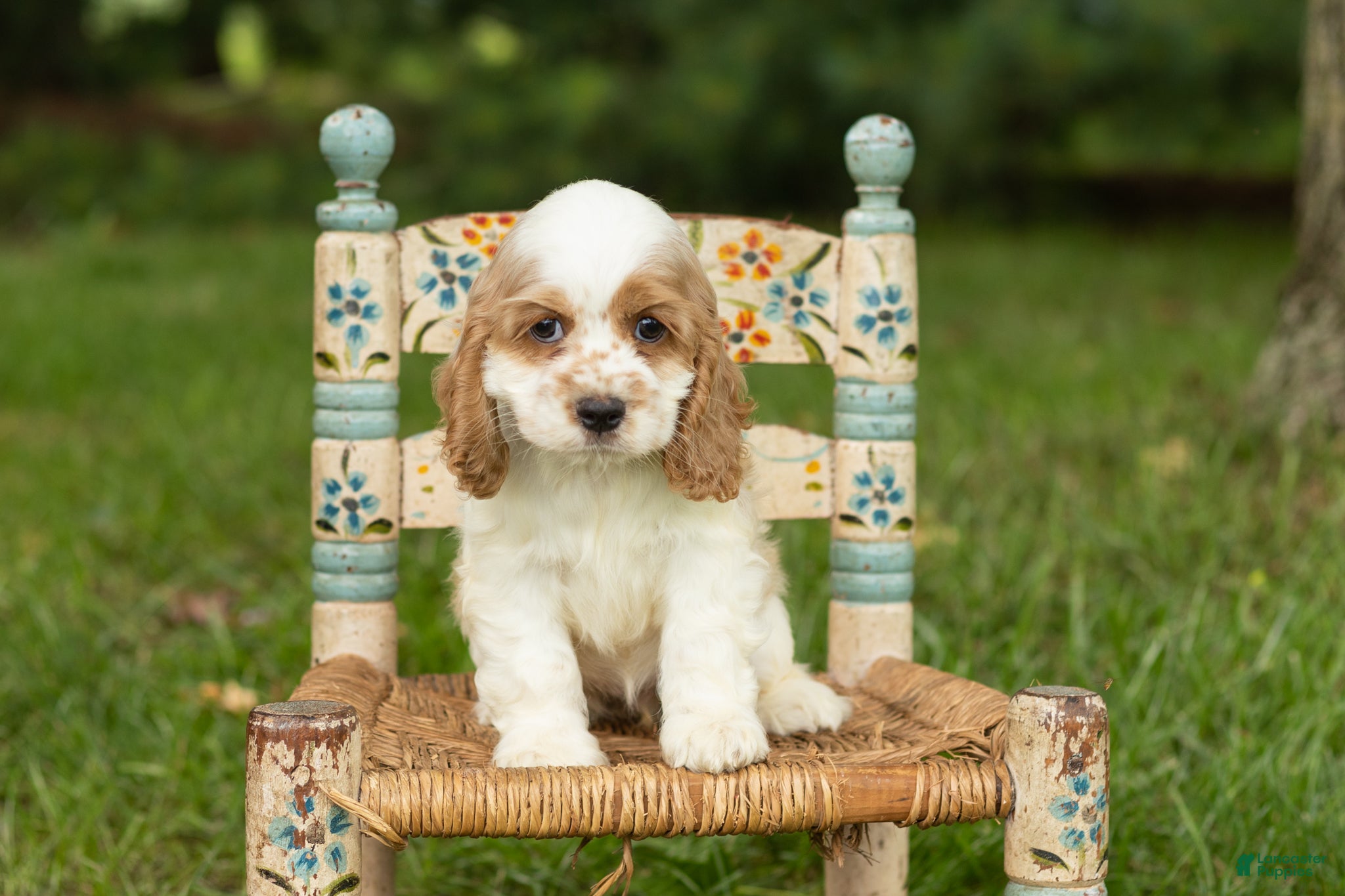 Cocker Spaniel dogs Mia  - Ad 19