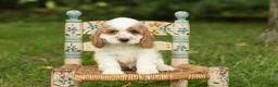 Cocker Spaniel dogs for sale: Mia  - Ad 1