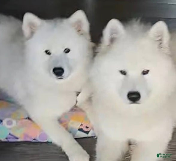 Samoyed dogs for sale: Snowball - Ad 2