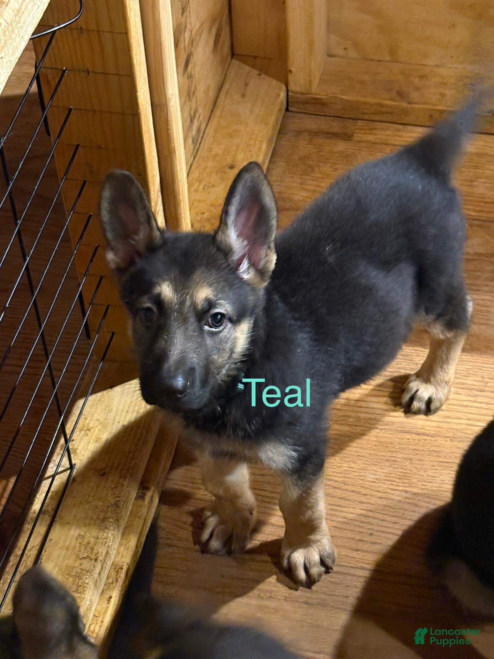 German Shepherd dogs Teal - Ad 1