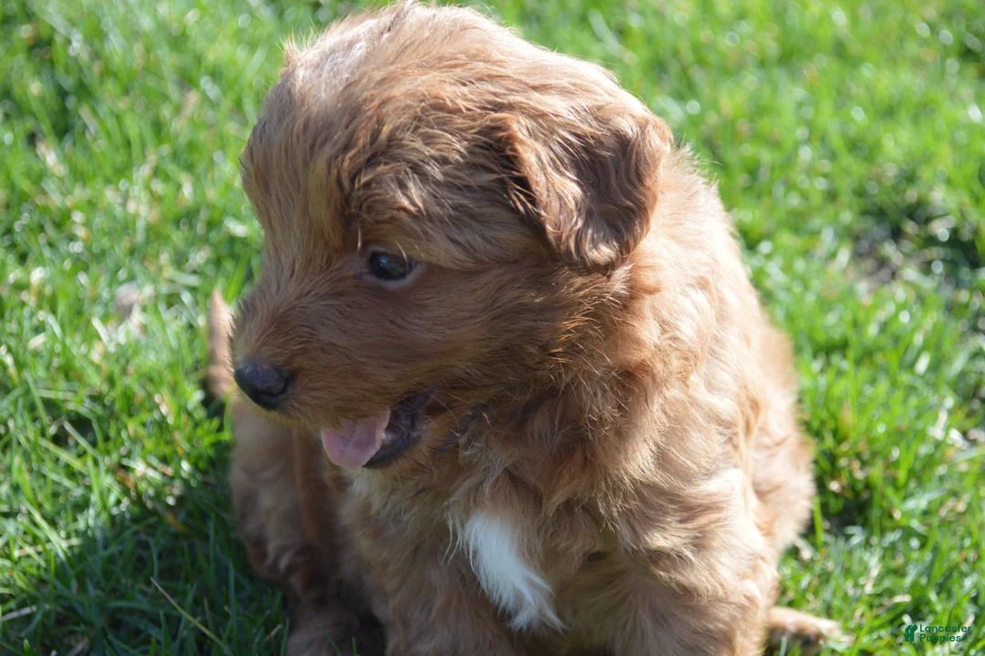 Mini Goldendoodle dogs for sale: Shaq - Ad 2