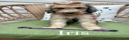 Standard Poodle dogs for sale: Iris - Ad 1