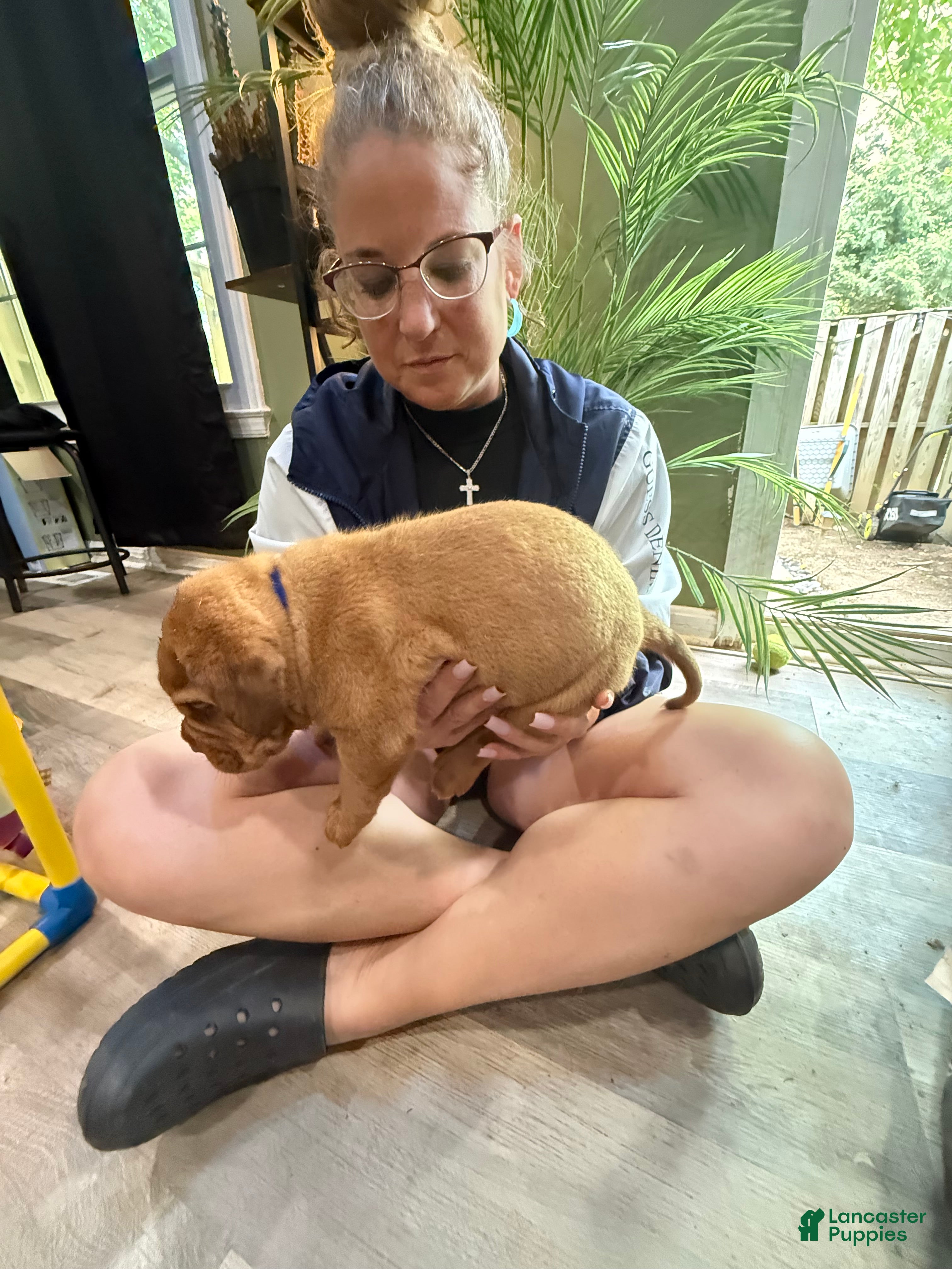 Dogue De Bordeaux dogs Dogue De Bordeaux Puppy 5 color navy blue - Ad 1