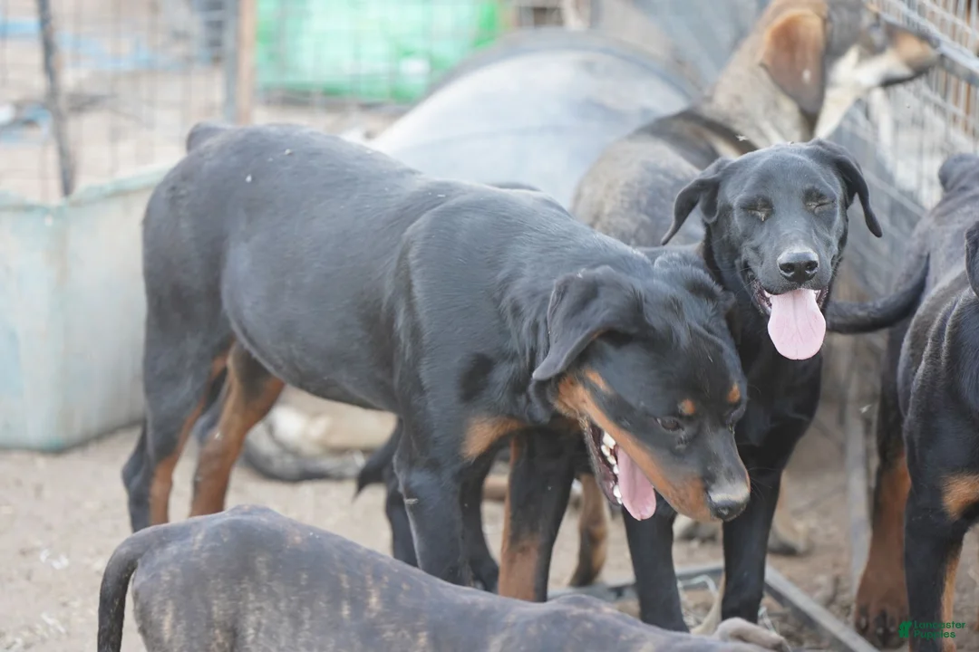 Mixed Breed dogs for sale: Jet Tiscar Farm Dog - Ad 38