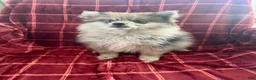 Mixed Breed dogs for sale: Peggy - Ad 3