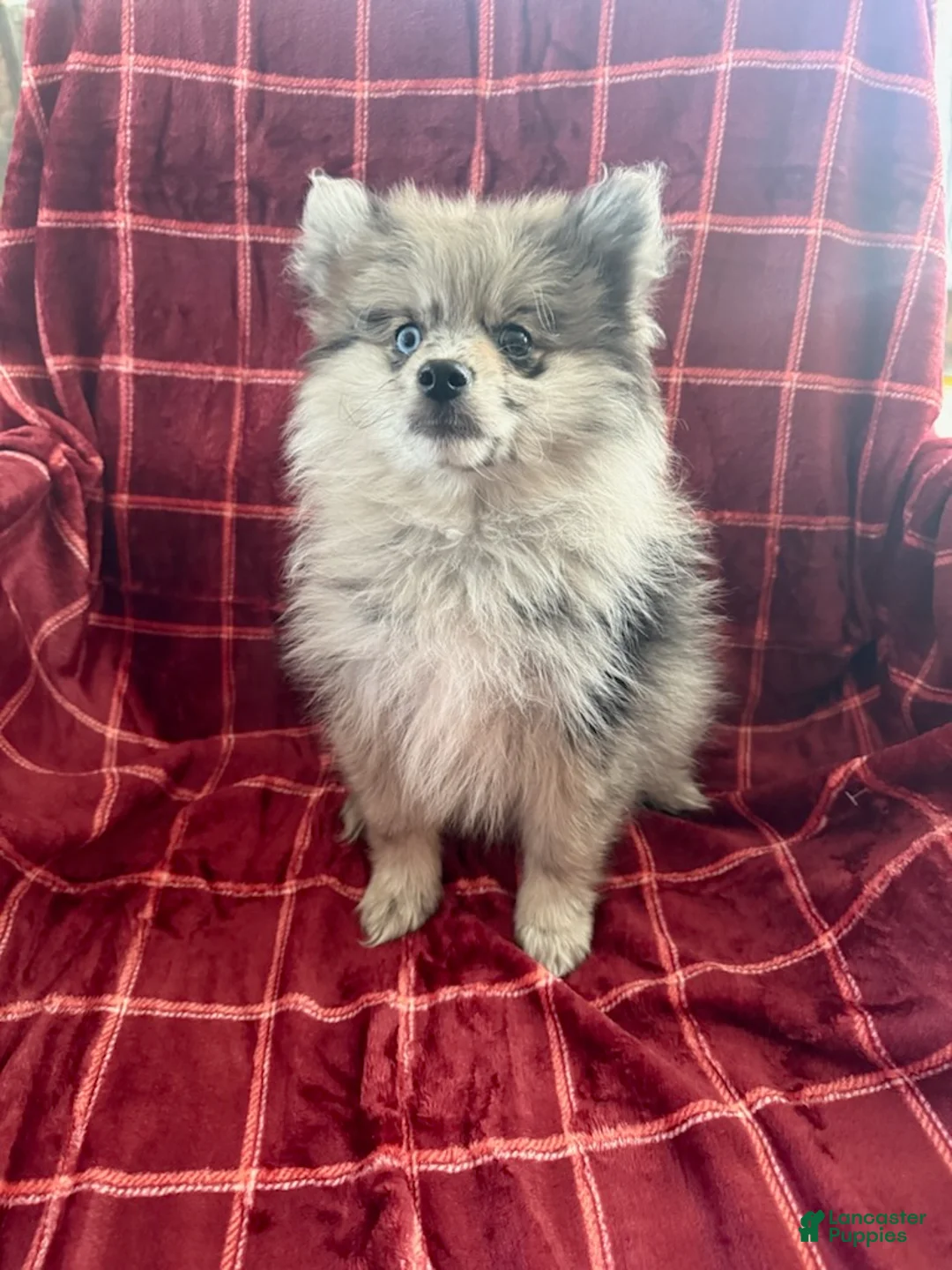 Mixed Breed dogs for sale: Peggy - Ad 3