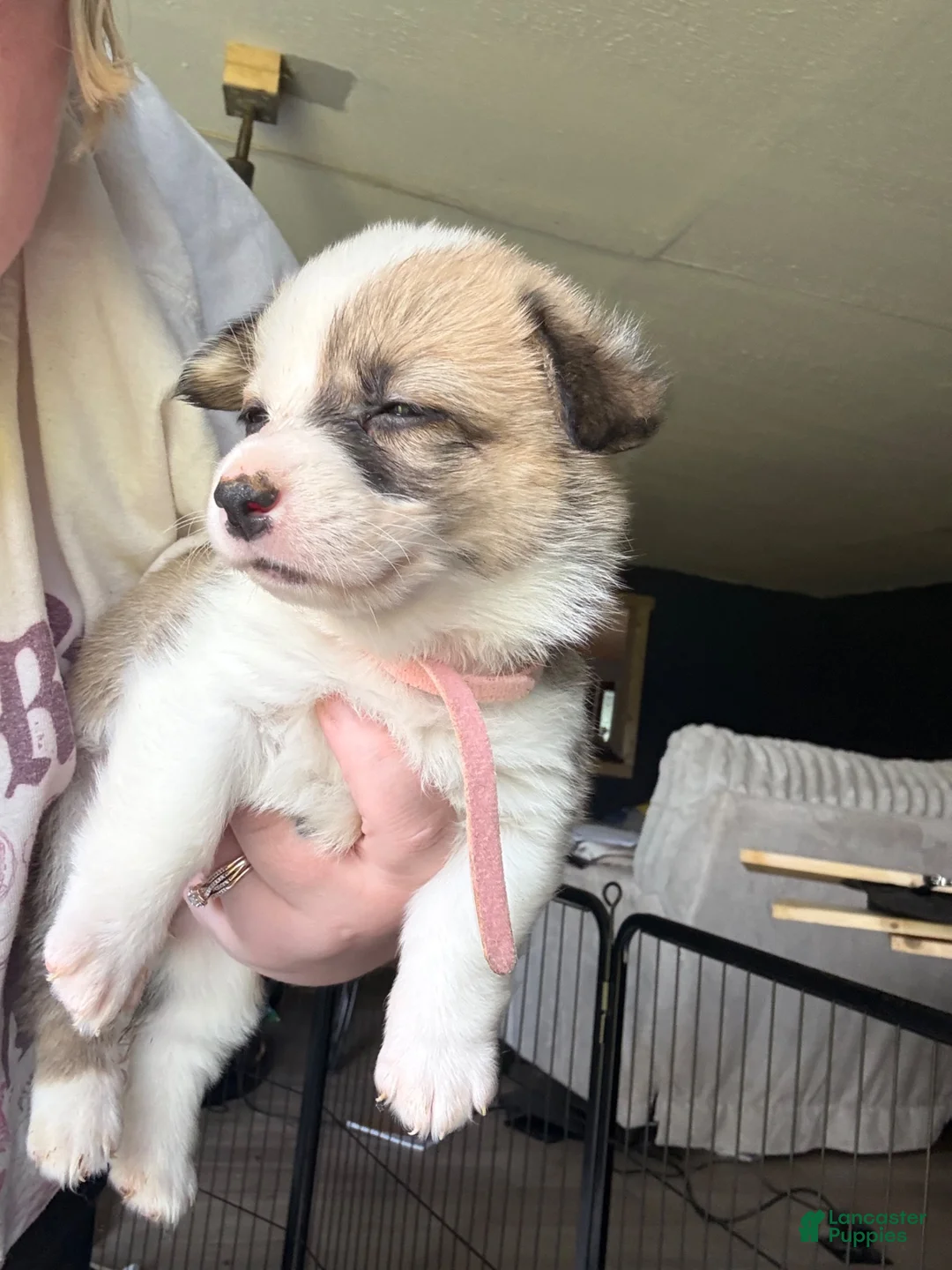 Welsh Corgi Pembroke dogs for sale: Lilly - Ad 6