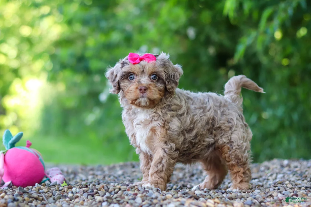 Cavapoo dogs for sale: Tulip - Ad 1
