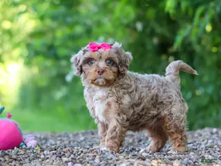 Cavapoo dogs for sale: Tulip - Ad 1